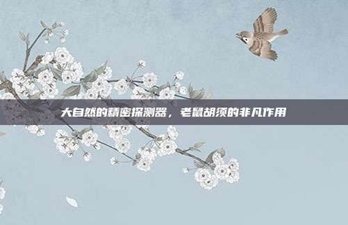 大自然的精密探测器，老鼠胡须的非凡作用