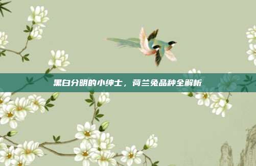 黑白分明的小绅士，荷兰兔品种全解析