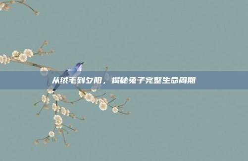 从绒毛到夕阳，揭秘兔子完整生命周期