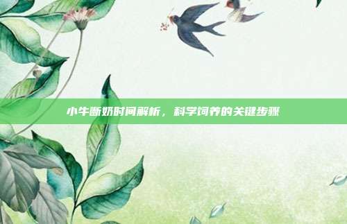 小牛断奶时间解析，科学饲养的关键步骤