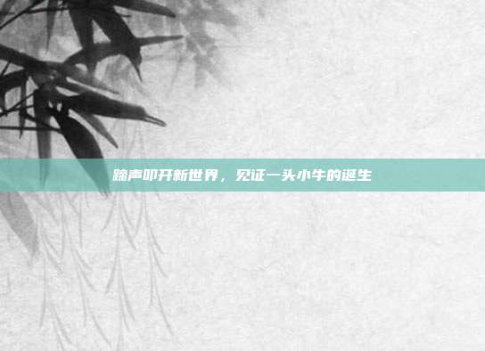 蹄声叩开新世界，见证一头小牛的诞生