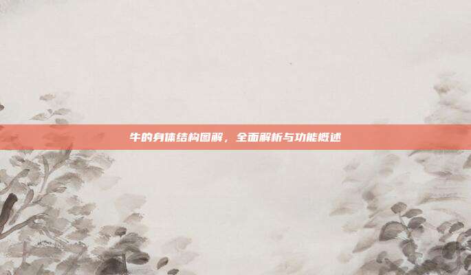 牛的身体结构图解，全面解析与功能概述