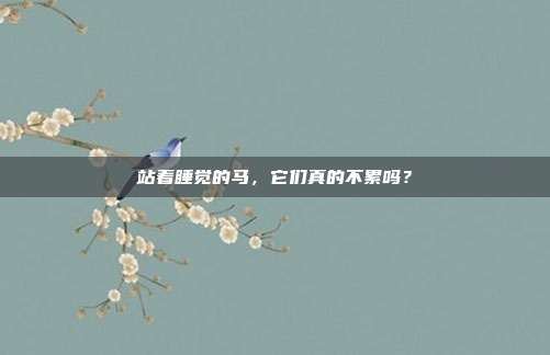 站着睡觉的马，它们真的不累吗？