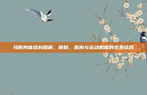 马的身体结构图解，骨骼、肌肉与运动机能的完美结合