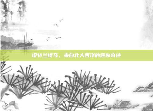 设特兰矮马，来自北大西洋的迷你奇迹