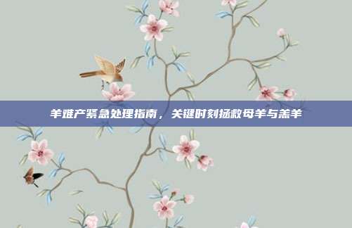 羊难产紧急处理指南，关键时刻拯救母羊与羔羊