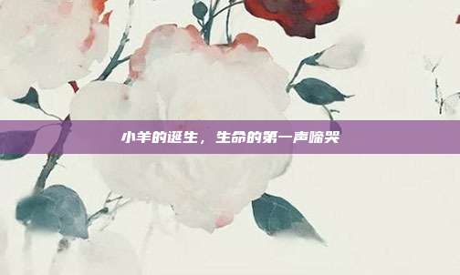 小羊的诞生，生命的第一声啼哭