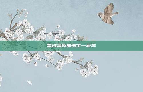 雪域高原的瑰宝—藏羊