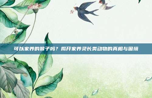 可以家养的猴子吗？揭开家养灵长类动物的真相与困境