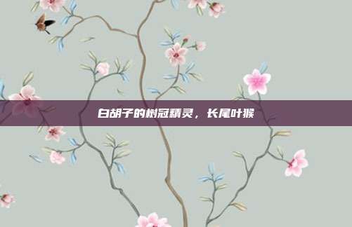 白胡子的树冠精灵，长尾叶猴