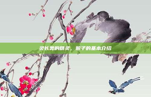灵长类的精灵，猴子的基本介绍