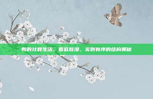 鸭的社群生活，看似散漫，实则有序的结构奥秘