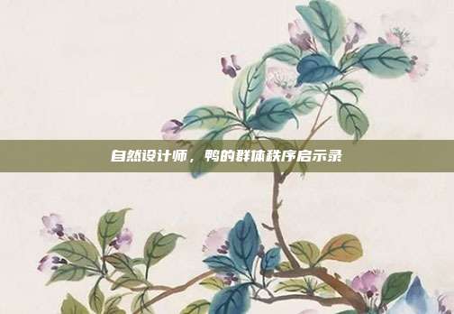 自然设计师，鸭的群体秩序启示录