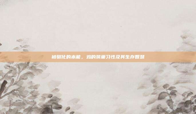被驯化的本能，鸡的筑巢习性及其生存智慧