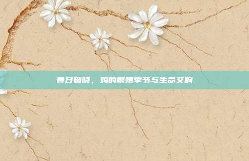 春日破晓，鸡的繁殖季节与生命交响