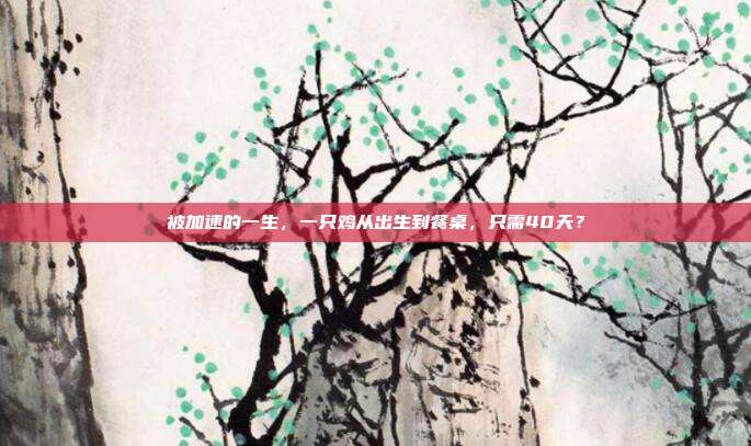 被加速的一生，一只鸡从出生到餐桌，只需40天？