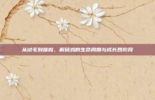从绒毛到啼鸣，解码鸡的生命周期与成长四阶段