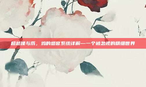 超越喙与爪，鸡的感官系统详解—一个被忽视的精细世界