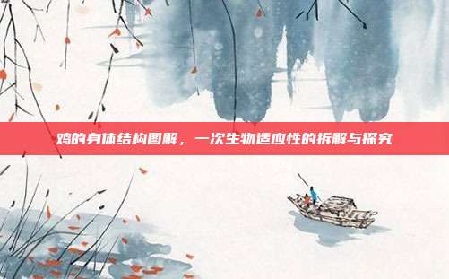 鸡的身体结构图解，一次生物适应性的拆解与探究
