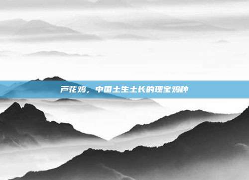 芦花鸡，中国土生土长的瑰宝鸡种