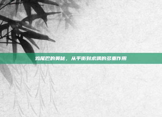 鸡尾巴的奥秘，从平衡到求偶的多重作用