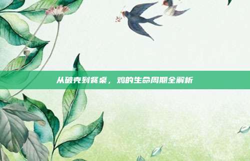 从破壳到餐桌，鸡的生命周期全解析