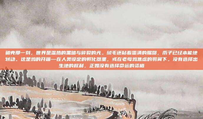 破壳那一刻，世界是温热的黑暗与碎裂的光。绒毛还粘着蛋清的腥甜，爪子已经本能地划动。这是鸡的开端—在人类设定的孵化器里，或在老母鸡焦虑的羽翼下。没有选择出生地的权利，正如没有选择命运的资格