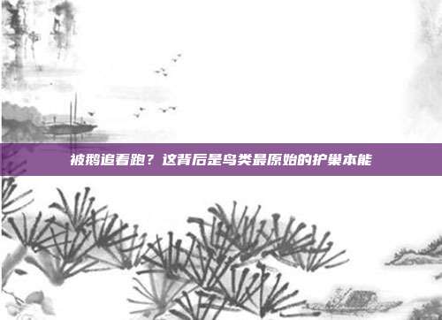 被鹅追着跑？这背后是鸟类最原始的护巢本能
