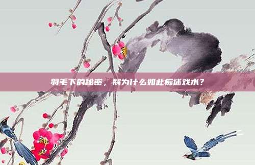 羽毛下的秘密，鹅为什么如此痴迷戏水？