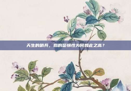 天生的哨兵，鹅的警惕性为何如此之高？