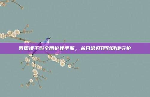 异国短毛猫全面护理手册，从日常打理到健康守护