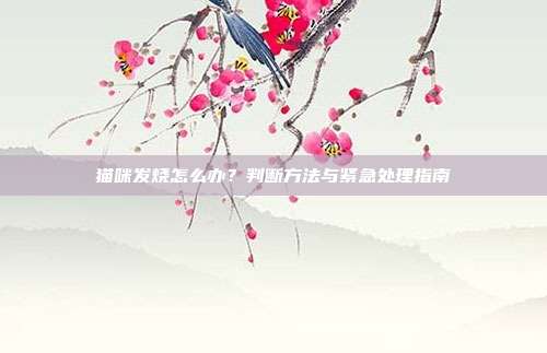 猫咪发烧怎么办？判断方法与紧急处理指南