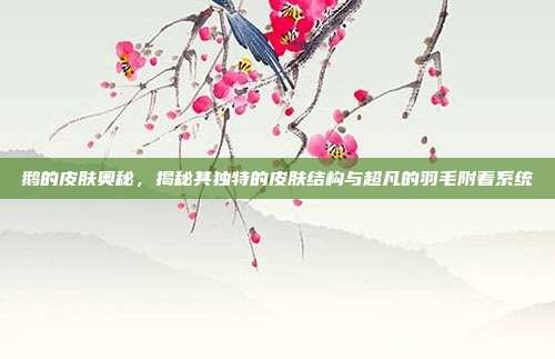 鹅的皮肤奥秘，揭秘其独特的皮肤结构与超凡的羽毛附着系统