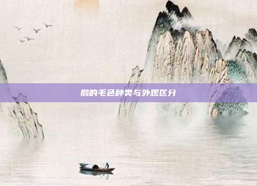 鹅的毛色种类与外观区分