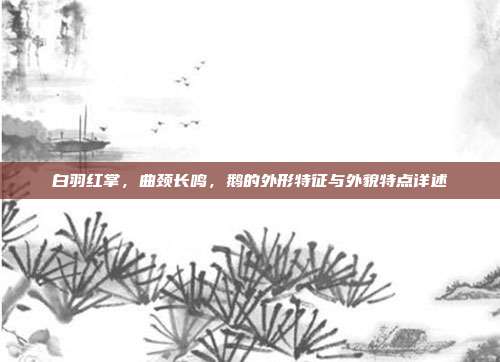 白羽红掌，曲颈长鸣，鹅的外形特征与外貌特点详述