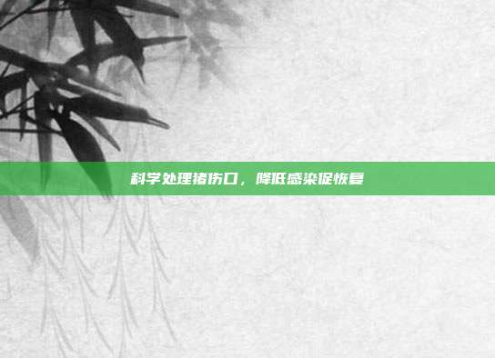 科学处理猪伤口，降低感染促恢复