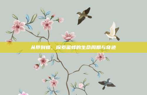 从卵到蜂，探索蜜蜂的生命周期与奇迹