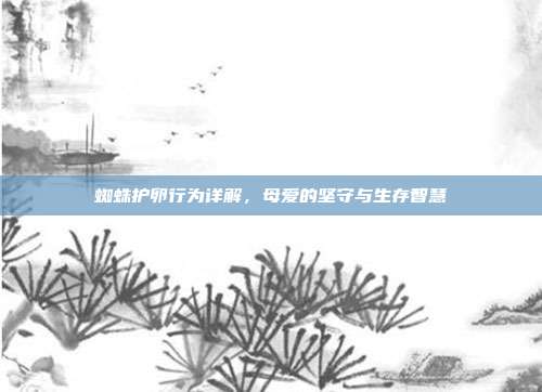 蜘蛛护卵行为详解，母爱的坚守与生存智慧