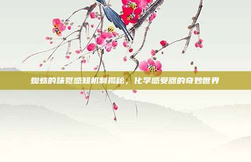 蜘蛛的味觉感知机制揭秘，化学感受器的奇妙世界