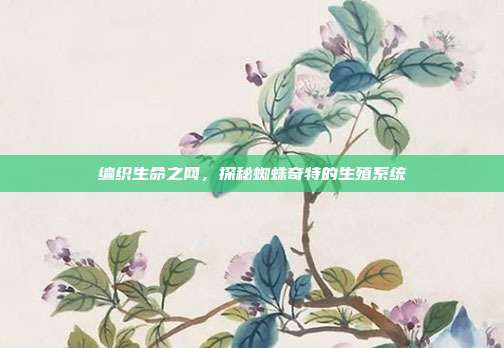 编织生命之网，探秘蜘蛛奇特的生殖系统