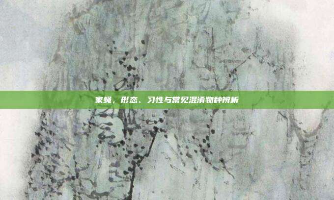 家蝇，形态、习性与常见混淆物种辨析