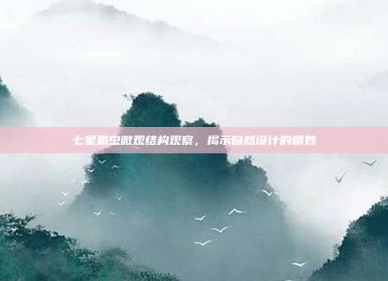 七星瓢虫微观结构观察，揭示自然设计的精妙