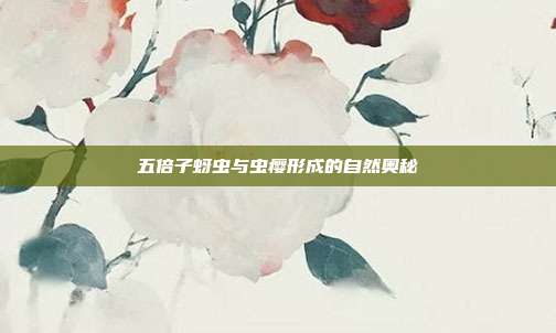 五倍子蚜虫与虫瘿形成的自然奥秘
