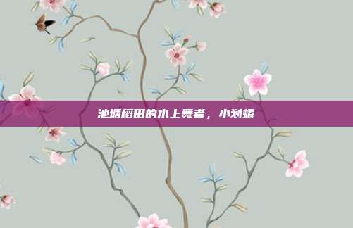 池塘稻田的水上舞者，小划蝽