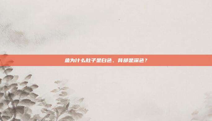 鱼为什么肚子是白色、背部是深色？