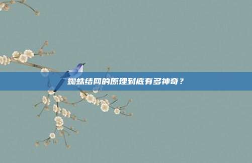 蜘蛛结网的原理到底有多神奇？