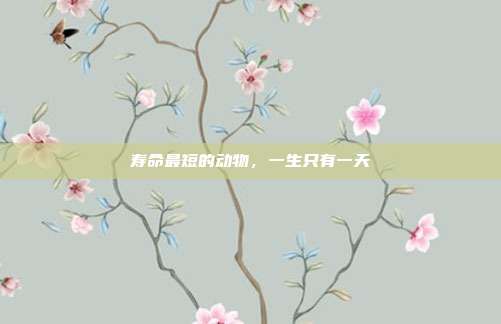 寿命最短的动物，一生只有一天
